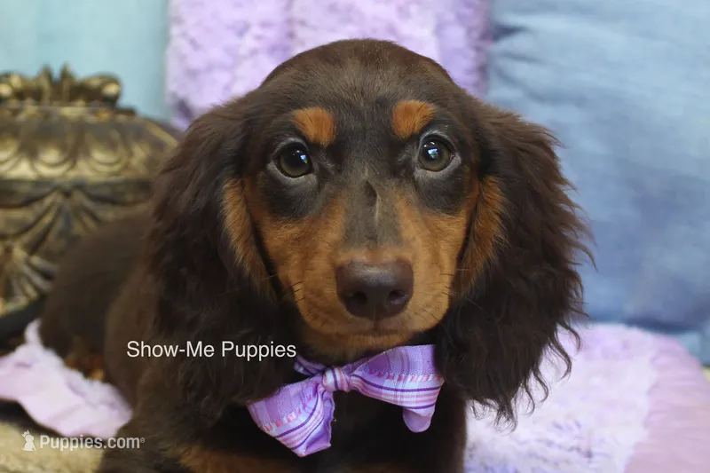 Fynlee – Miniature Dachshund puppy for sale in West Plains, MO