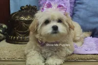Ella Mae, a female Maltipoo for sale in West Plains, MO – 6 of 10