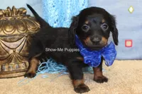 Lucas, a male Miniature Dachshund for sale in West Plains, MO – 2 of 9