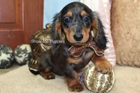 Jolene, a female Miniature Dachshund for sale in West Plains, MO – 9 of 10