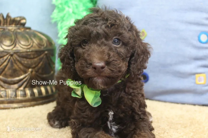 Marshal – Poodle - Miniature  puppy for sale in West Plains, MO