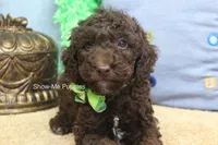 Marshal, a male Poodle - Miniature  for sale in West Plains, MO – 1 of 9