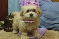 Ella Mae, a female Maltipoo for sale in West Plains, MO – 8 of 10
