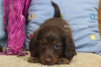 Morgana, a female Miniature Dachshund for sale in West Plains, MO – 3 of 9