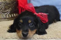 Leroy, a male Miniature Dachshund for sale in West Plains, MO – 5 of 10