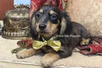 Josie, a female Miniature Dachshund for sale in West Plains, MO – 3 of 9