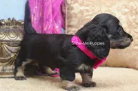 Izzie, a female Miniature Dachshund for sale in West Plains, MO – 9 of 10
