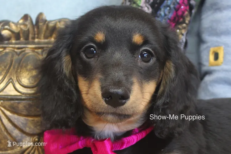 Lexi – Miniature Dachshund puppy for sale in West Plains, MO