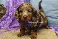 Freya, a female Miniature Dachshund for sale in West Plains, MO – 10 of 10