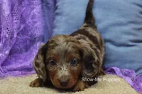 Freya, a female Miniature Dachshund for sale in West Plains, MO – 9 of 10