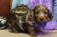 Freya, a female Miniature Dachshund for sale in West Plains, MO – 8 of 10