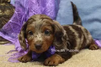 Freya, a female Miniature Dachshund for sale in West Plains, MO – 7 of 10