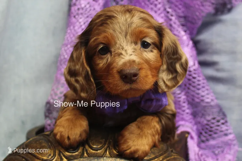 Freya – Miniature Dachshund puppy for sale in West Plains, MO