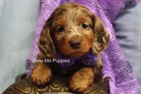 Freya, a female Miniature Dachshund for sale in West Plains, MO – 1 of 10