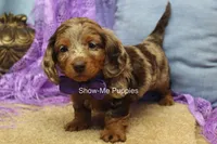Freya, a female Miniature Dachshund for sale in West Plains, MO – 2 of 10
