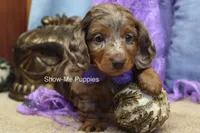 Freya, a female Miniature Dachshund for sale in West Plains, MO – 3 of 10