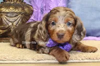 Freya, a female Miniature Dachshund for sale in West Plains, MO – 4 of 10