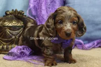 Freya, a female Miniature Dachshund for sale in West Plains, MO – 6 of 10