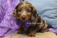 Freya, a female Miniature Dachshund for sale in West Plains, MO – 5 of 10
