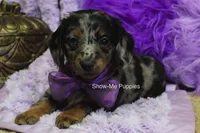 Natasha, a female Miniature Dachshund for sale in West Plains, MO – 8 of 10