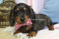 Jolene, a female Miniature Dachshund for sale in West Plains, MO – 3 of 10