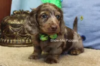 Dalton, a male Miniature Dachshund for sale in West Plains, MO – Photo 10 of 10