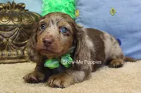 Dalton, a male Miniature Dachshund for sale in West Plains, MO – Photo 9 of 10