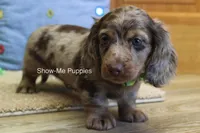 Dalton, a male Miniature Dachshund for sale in West Plains, MO – Photo 8 of 10