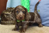 Dalton, a male Miniature Dachshund for sale in West Plains, MO – Photo 4 of 10