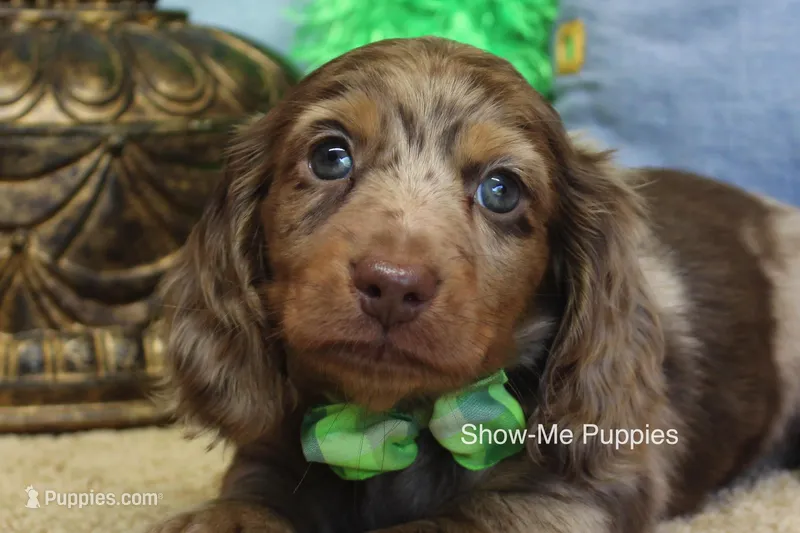 Dalton – Miniature Dachshund puppy on hold in West Plains, MO