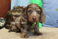 Dalton, a male Miniature Dachshund for sale in West Plains, MO – Photo 3 of 10