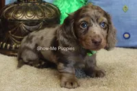 Dalton, a male Miniature Dachshund for sale in West Plains, MO – Photo 6 of 10
