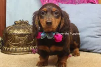 Fynlee, a female Miniature Dachshund for sale in West Plains, MO – 10 of 10