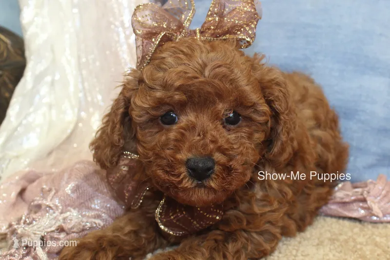 Keira – Poodle - Toy  puppy for sale in West Plains, MO