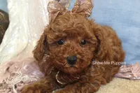 Keira, a female Poodle - Toy  for sale in West Plains, MO – 1 of 9