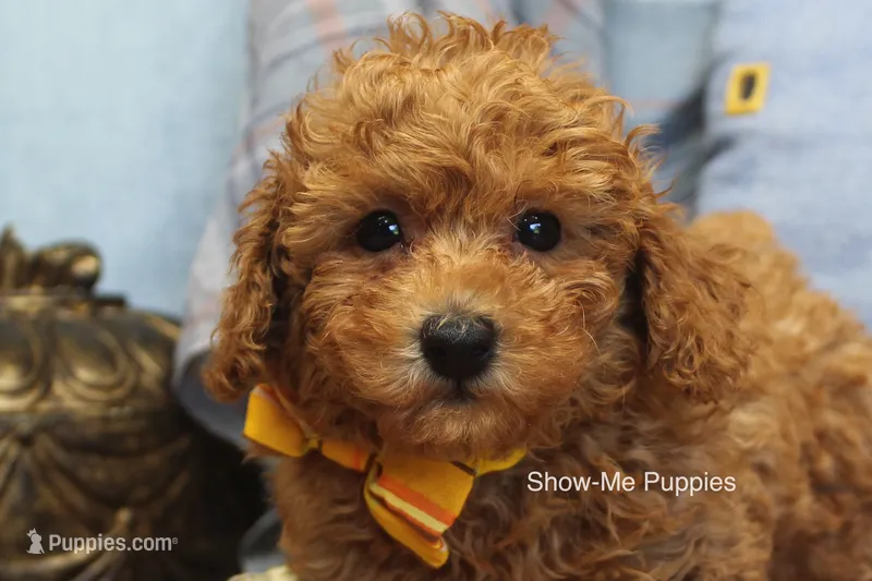 Karter – Poodle - Toy  puppy for sale in West Plains, MO