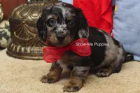Nouget, a male Miniature Dachshund for sale in West Plains, MO – 7 of 8