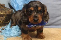 Ivan, a male Miniature Dachshund for sale in West Plains, MO – 9 of 10