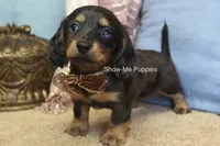 Josie, a female Miniature Dachshund for sale in West Plains, MO – 5 of 10