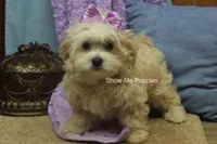 Ella Mae, a female Maltipoo for sale in West Plains, MO – 3 of 10