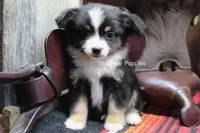 Tina, a female Miniature Australian Shepherd and Toy Australian Shepherd for sale in West Plains, MO – 3 of 10