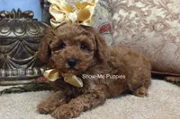 Kiley, a female Poodle - Toy  for sale in West Plains, MO – 2 of 8