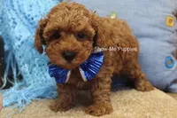 Karter, a male Poodle - Toy  for sale in West Plains, MO – 3 of 9