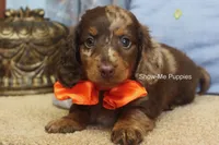 Mikey, a male Miniature Dachshund for sale in West Plains, MO – 8 of 10