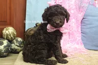 Maisie, a female Poodle - Miniature  for sale in West Plains, MO – 7 of 9