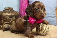 Heidi, a female Miniature Dachshund for sale in West Plains, MO – 5 of 9