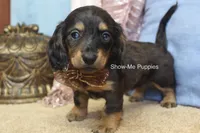 Josie, a female Miniature Dachshund for sale in West Plains, MO – 2 of 10