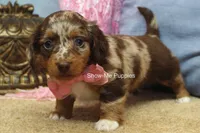 Harper, a female Miniature Dachshund for sale in West Plains, MO – 6 of 9