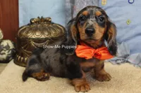 Joshua, a male Miniature Dachshund for sale in West Plains, MO – 5 of 10