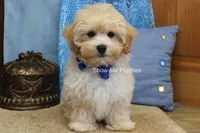 Connor, a male Maltipoo for sale in West Plains, MO – 6 of 9